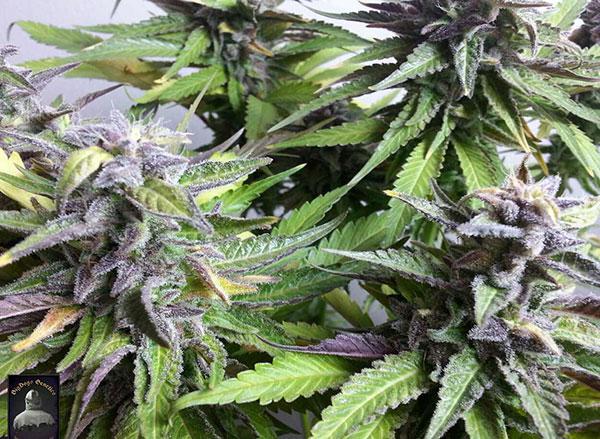 blueberry cannabis pics