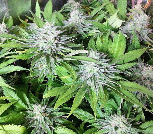 blueberry cannabis pics