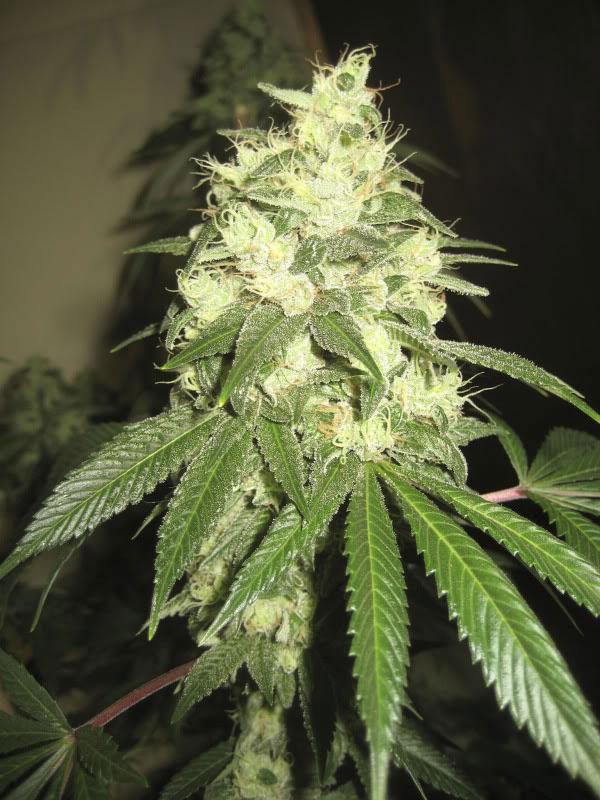 chemdawg 4 cannabis pics