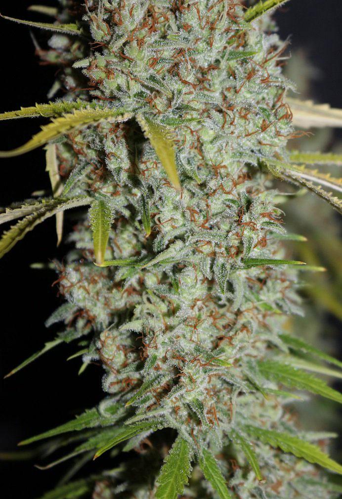 g13 autoflower cannabis pics