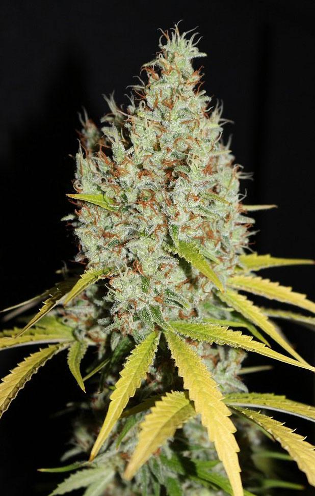 g13 autoflower cannabis pics