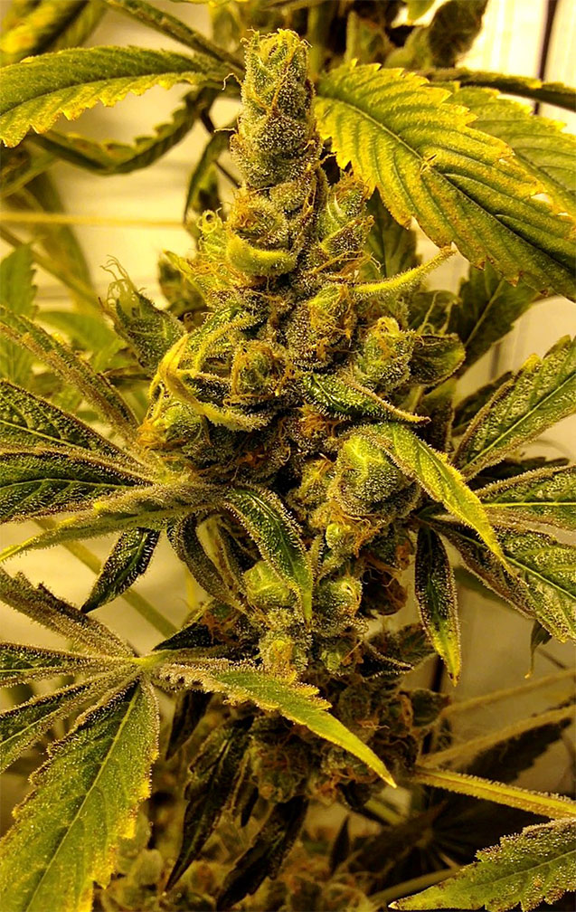 tangie cannabis pics