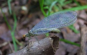 LaceWing