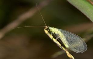 LaceWing2