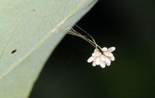 LaceWing4