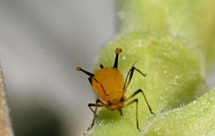 Aphid2
