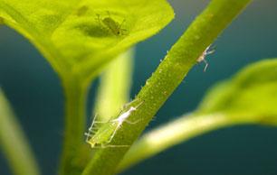 Aphid5