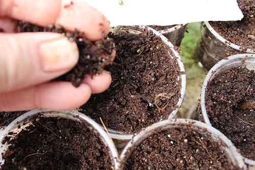 topping seedlin with moist soil
