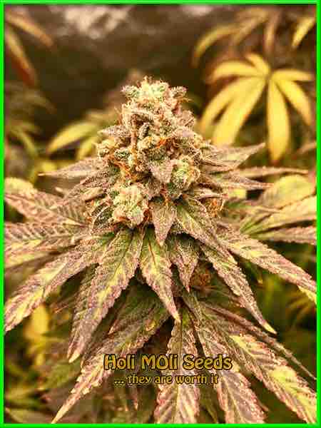 AK59 cannabis strain photo
