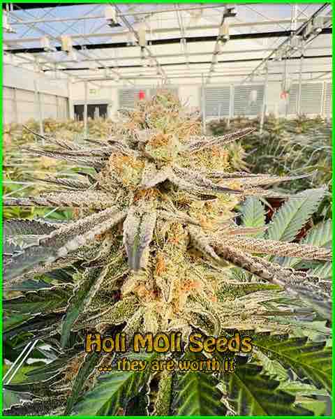 AK47 cannabis strain photo