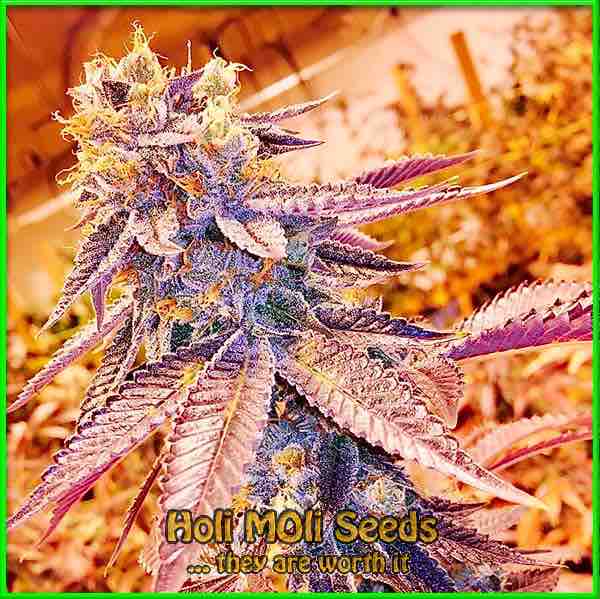 blackberry cbd cannabis strain photo