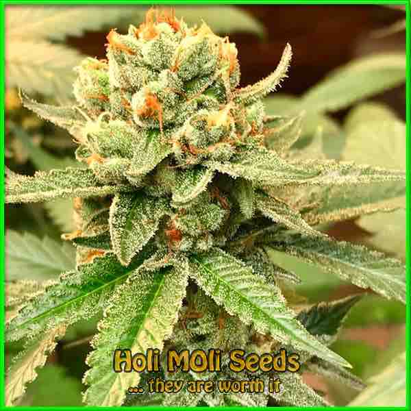 photo of crystal feminized cannabis bud