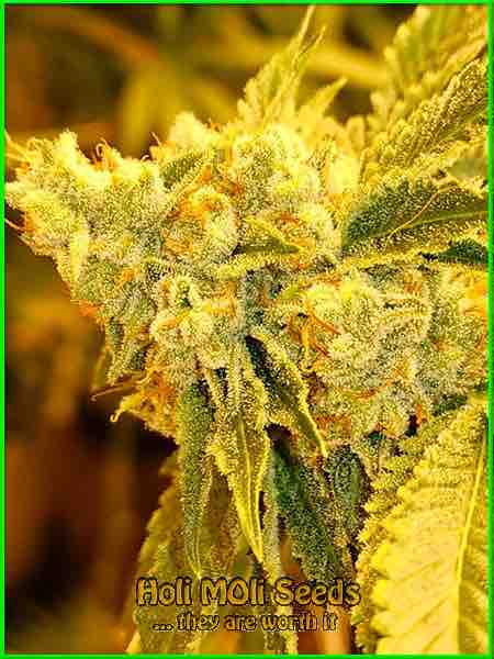 AK Blue Widow cannabis strain photo