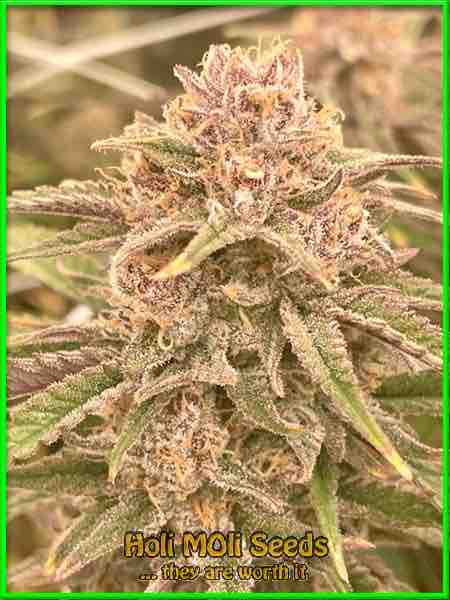 Blue Amnesia cannabis strain photo