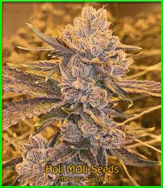 Blue Fruit cannabis strain photo