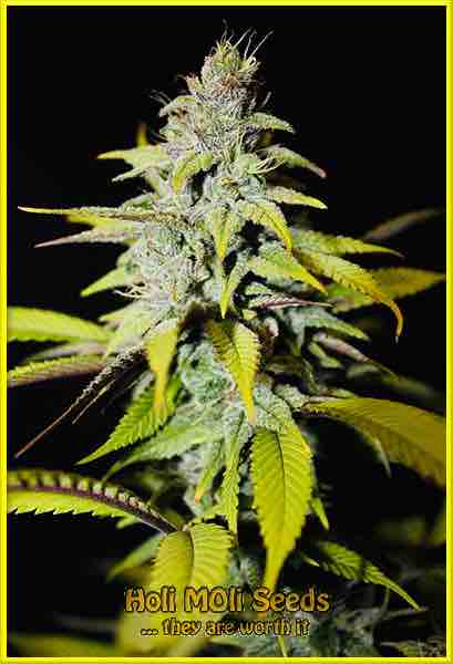 photo of blueberry autoflowering cannabis bud
