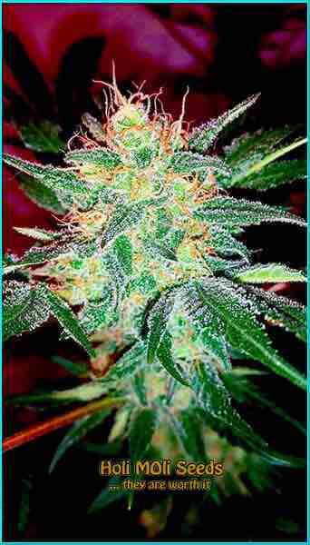 photo of durban-poison feminized cannabis bud