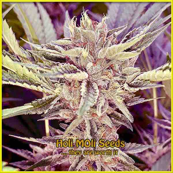 photo of platinum-cookies feminized cannabis bud