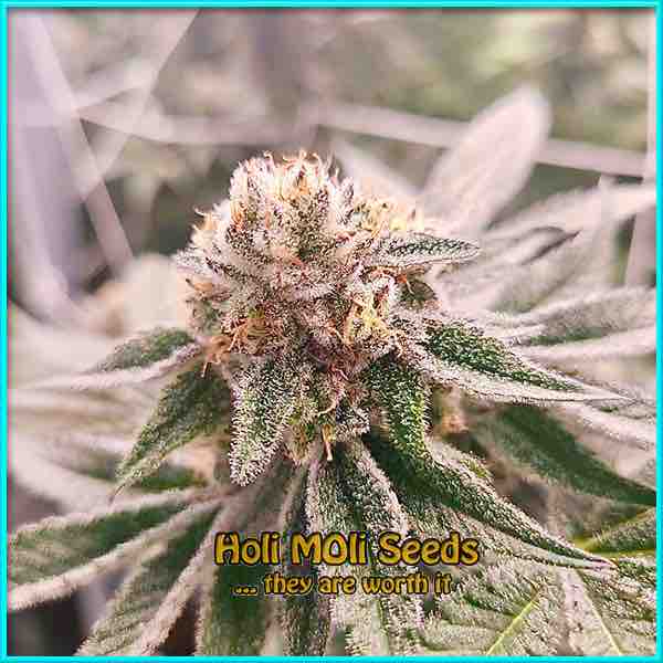 photo of power-plant feminized cannabis bud
